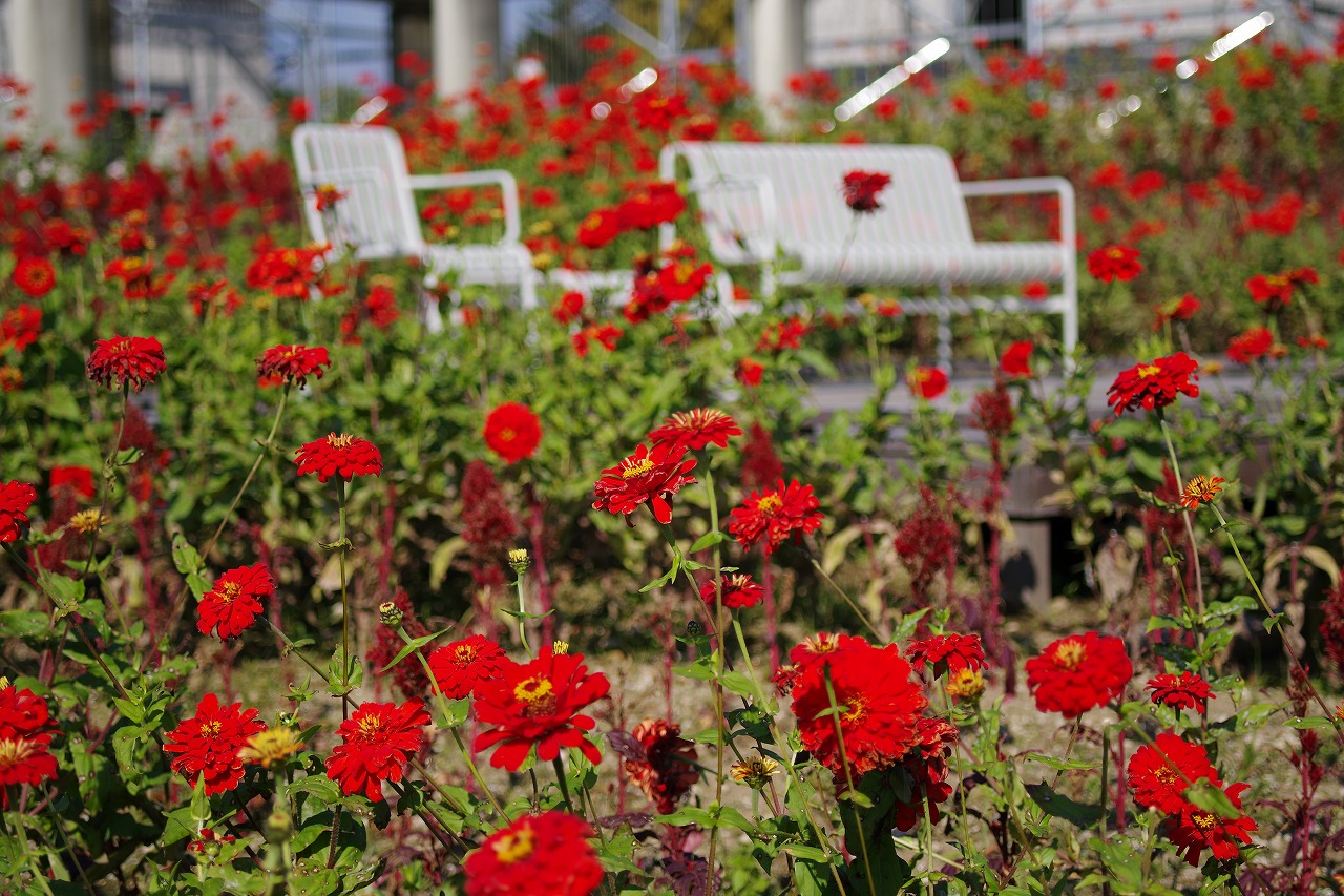 群馬県前橋市の群馬フラワーパークの花々