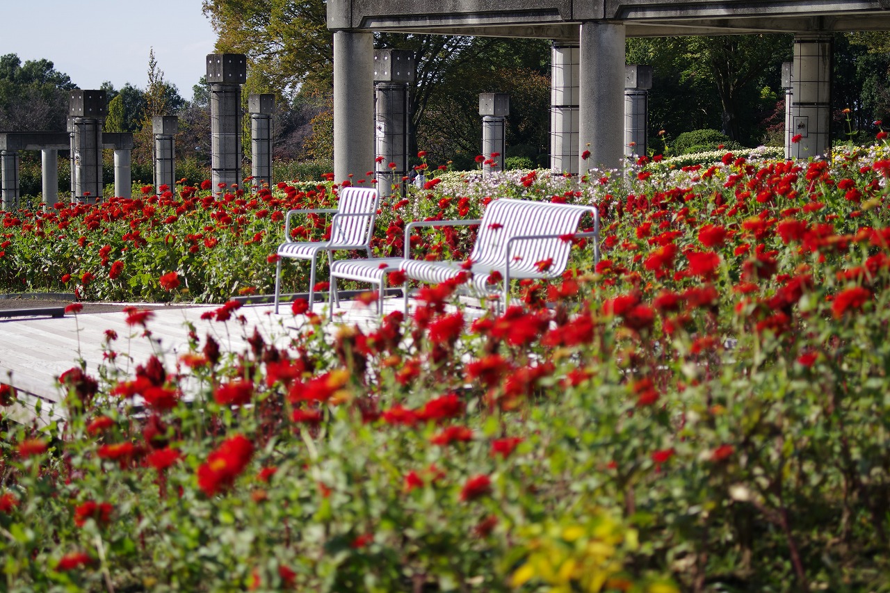 群馬県前橋市の群馬フラワーパークの花々