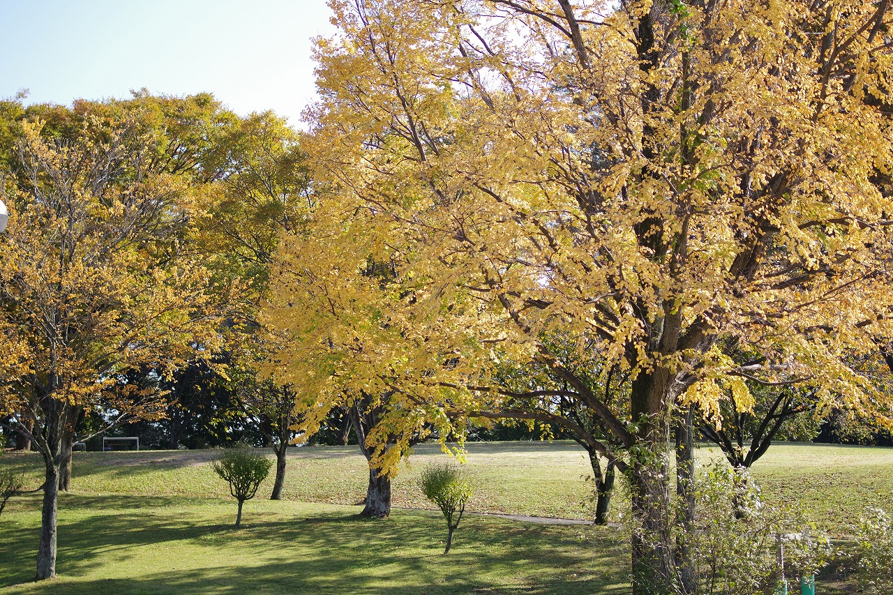 群馬県前橋市の群馬フラワーパークの花々