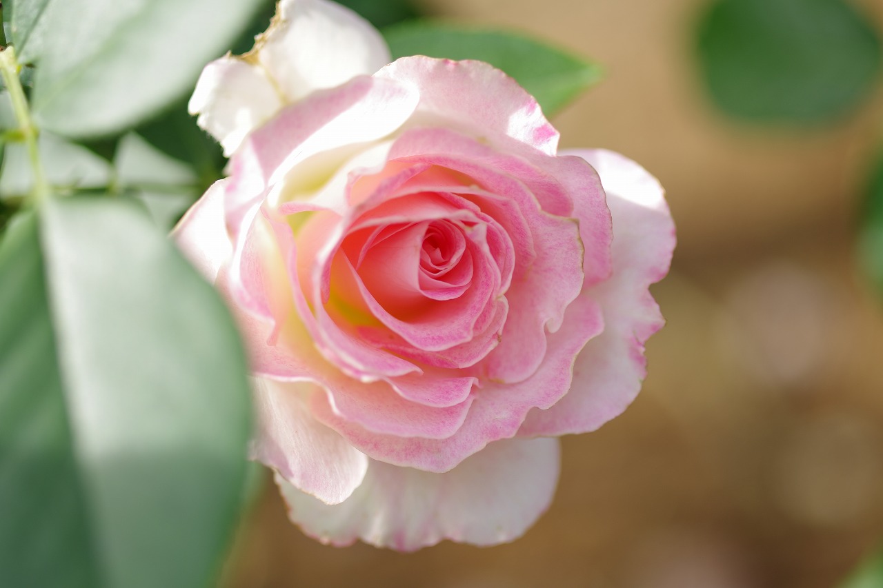 栃木県足利市のあしかがフラワーパークの花々