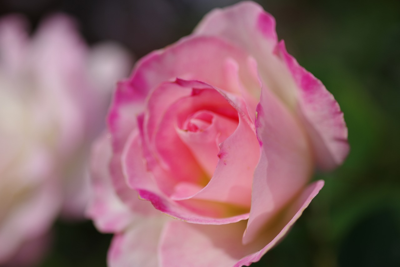 栃木県足利市のあしかがフラワーパークの花々