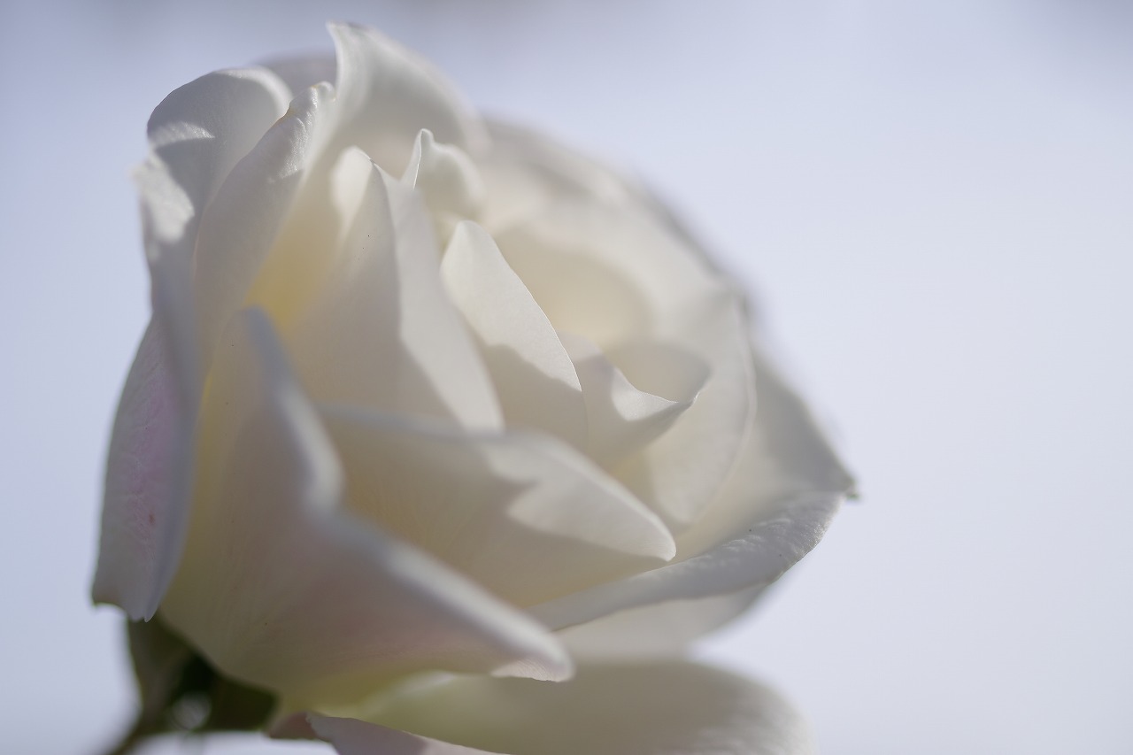 栃木県足利市のあしかがフラワーパークの花々