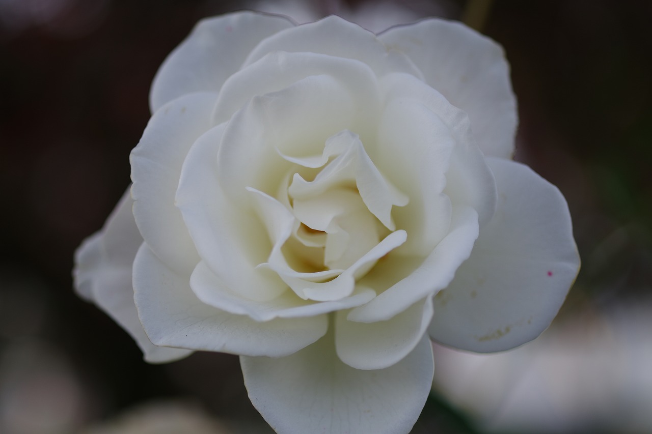栃木県足利市のあしかがフラワーパークの花々