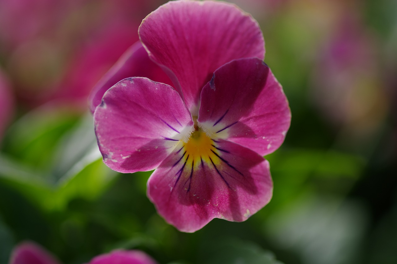 栃木県足利市のあしかがフラワーパークの花々