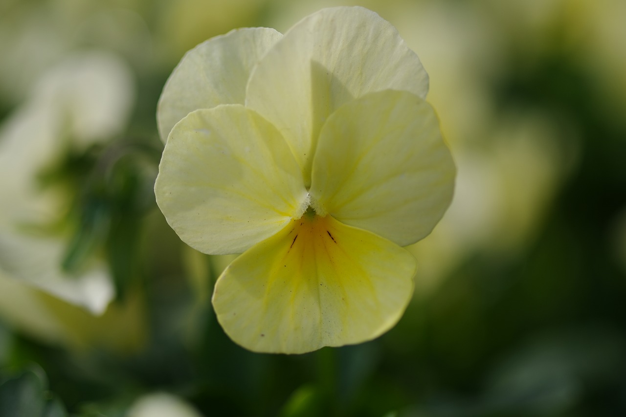栃木県足利市のあしかがフラワーパークの花々
