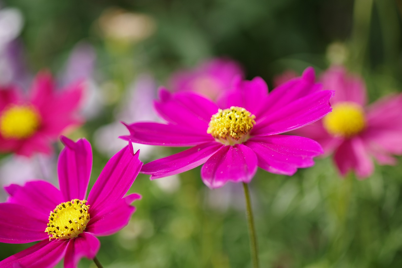 栃木県足利市のあしかがフラワーパークの花々