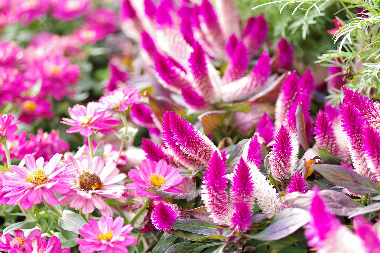 栃木県足利市のあしかがフラワーパークの花々