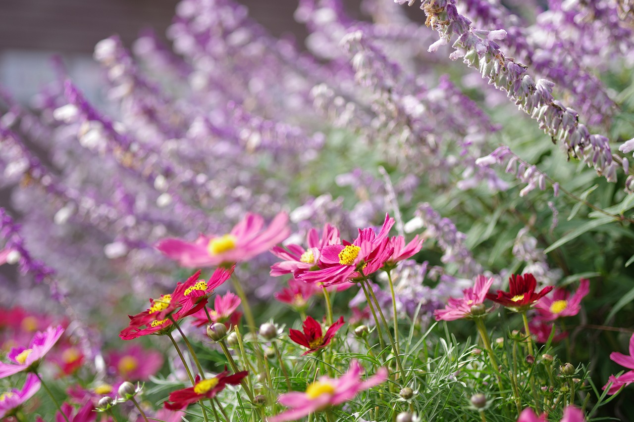 栃木県足利市のあしかがフラワーパークの花々