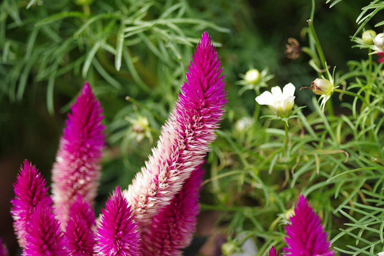 栃木県足利市のあしかがフラワーパークの花々