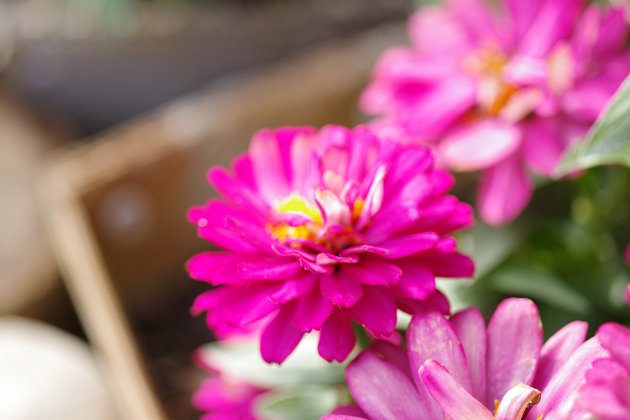 栃木県足利市のあしかがフラワーパークの花々