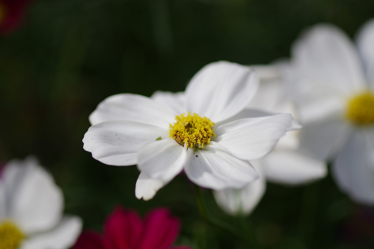 栃木県足利市のあしかがフラワーパークの花々