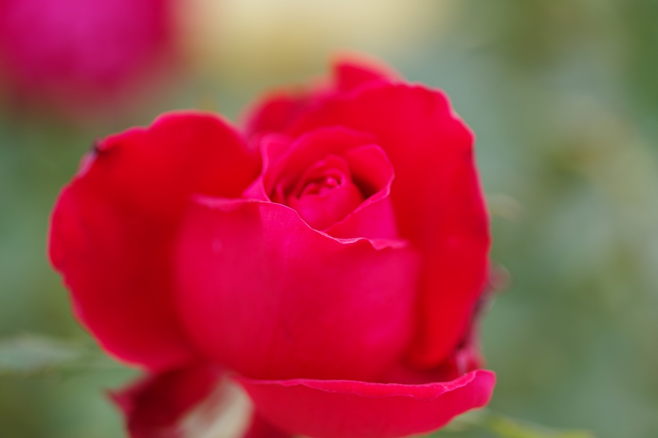 栃木県足利市のあしかがフラワーパークの花々