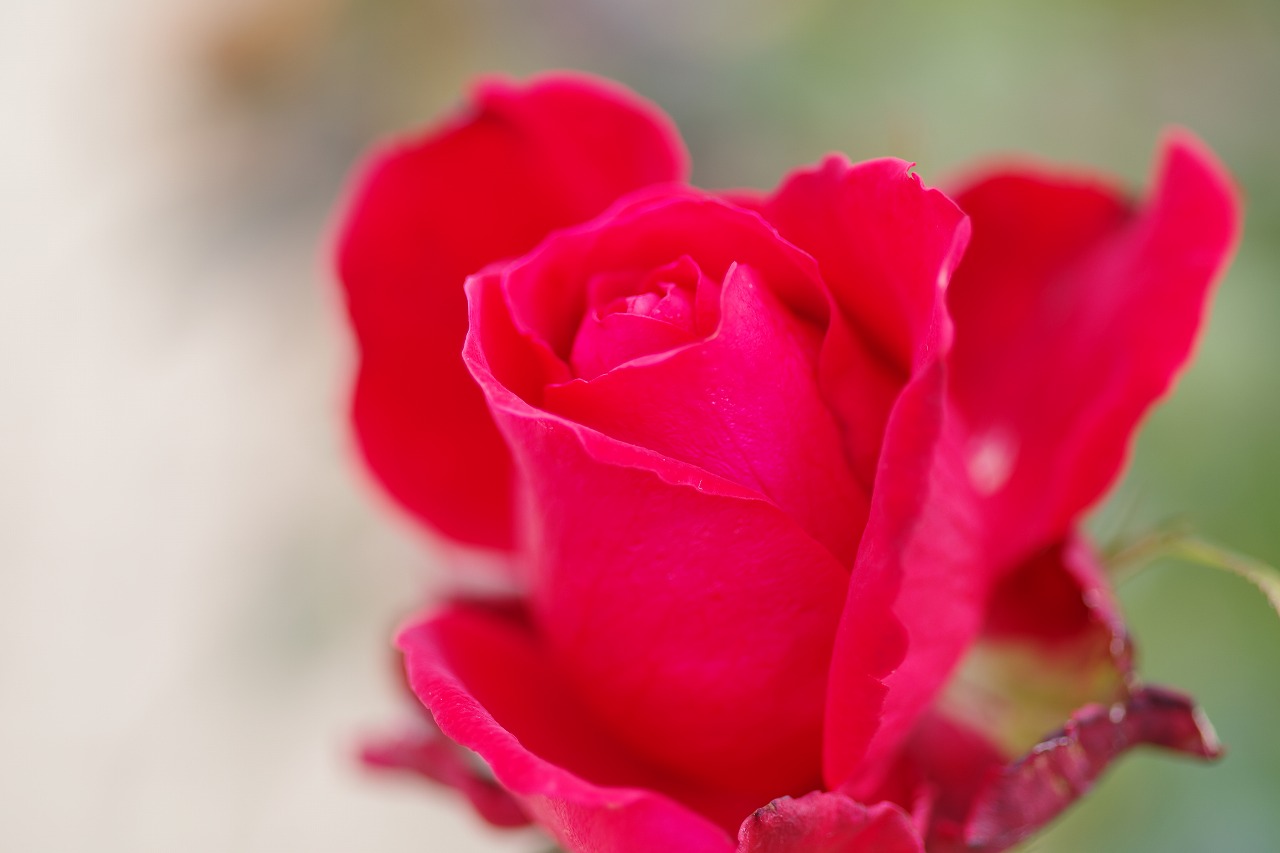 栃木県足利市のあしかがフラワーパークの花々