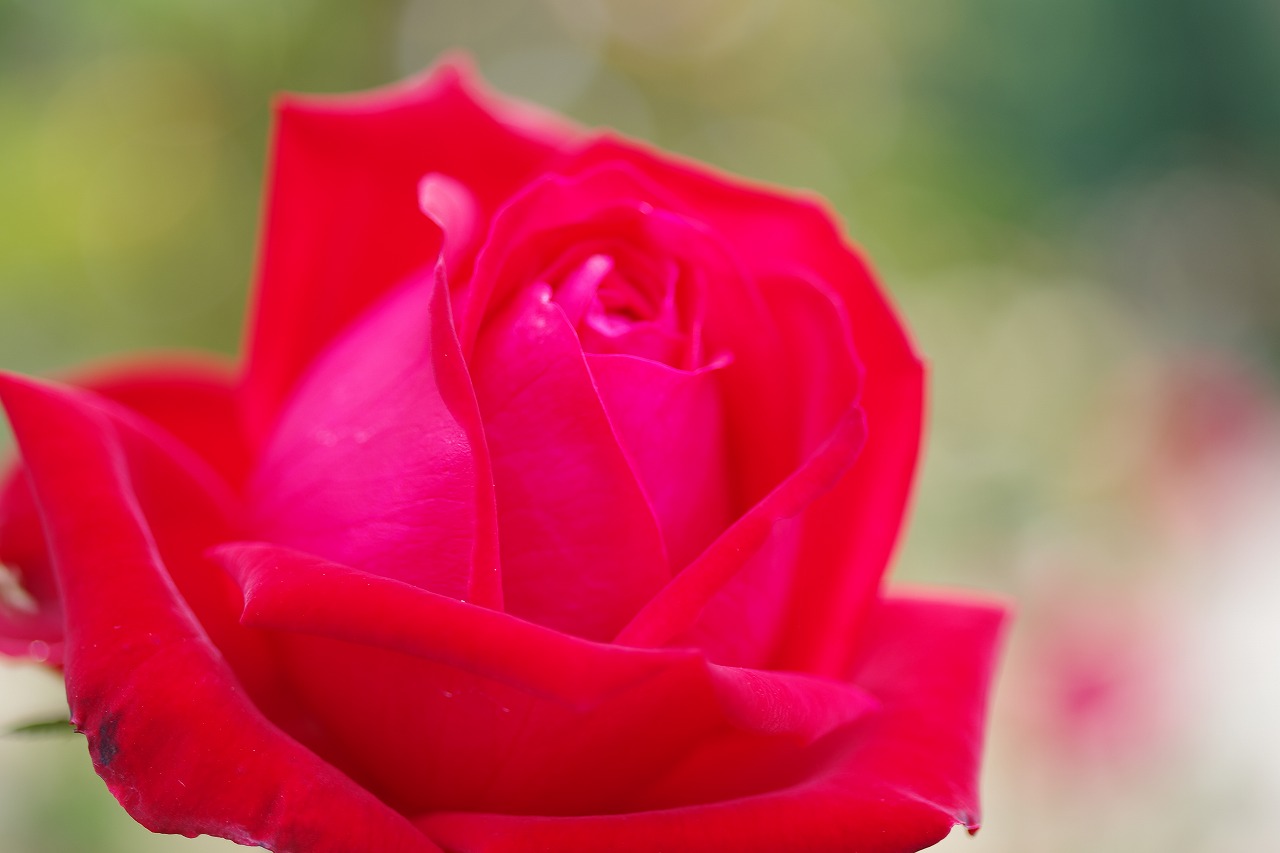 栃木県足利市のあしかがフラワーパークの花々