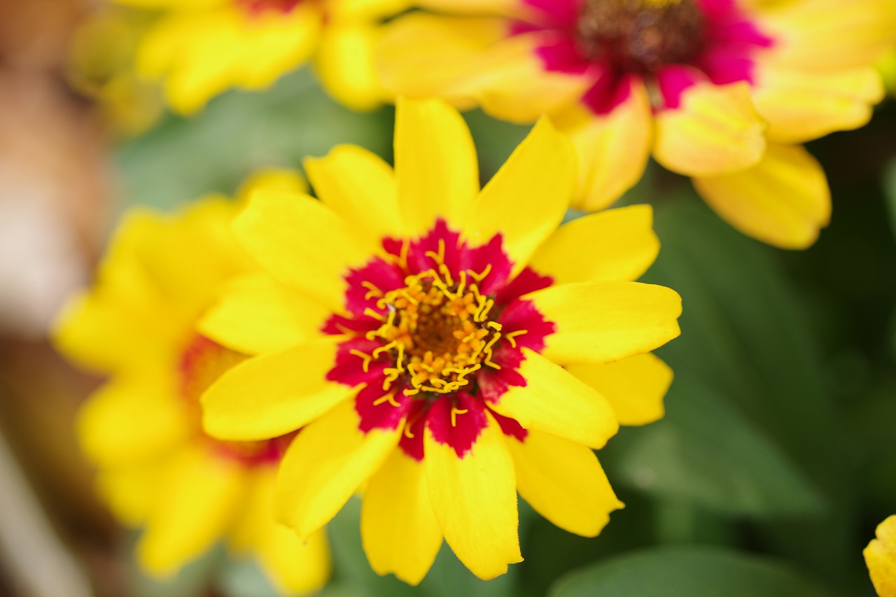 栃木県足利市のあしかがフラワーパークの花々