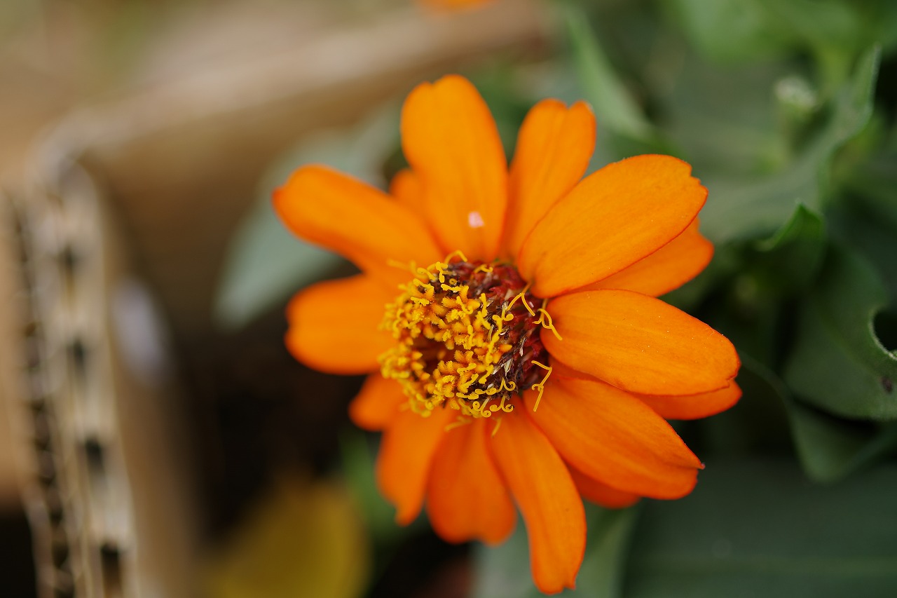 栃木県足利市のあしかがフラワーパークの花々