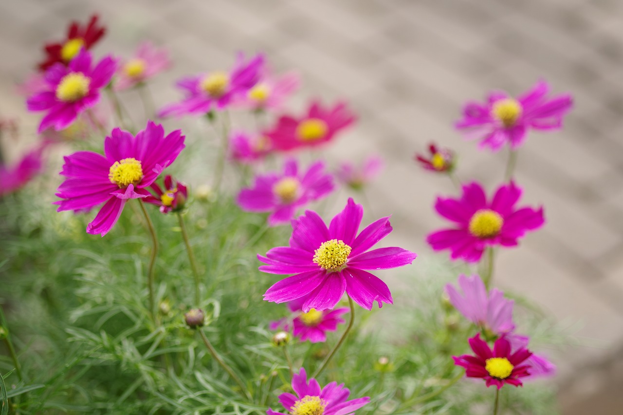 栃木県足利市のあしかがフラワーパークの花々