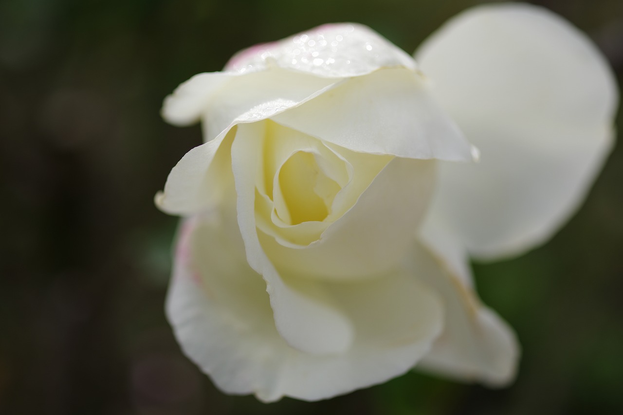 栃木県足利市のあしかがフラワーパークの花々