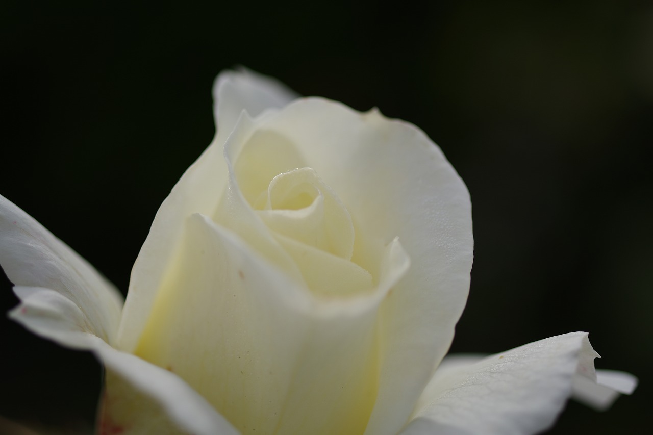 栃木県足利市のあしかがフラワーパークの花々