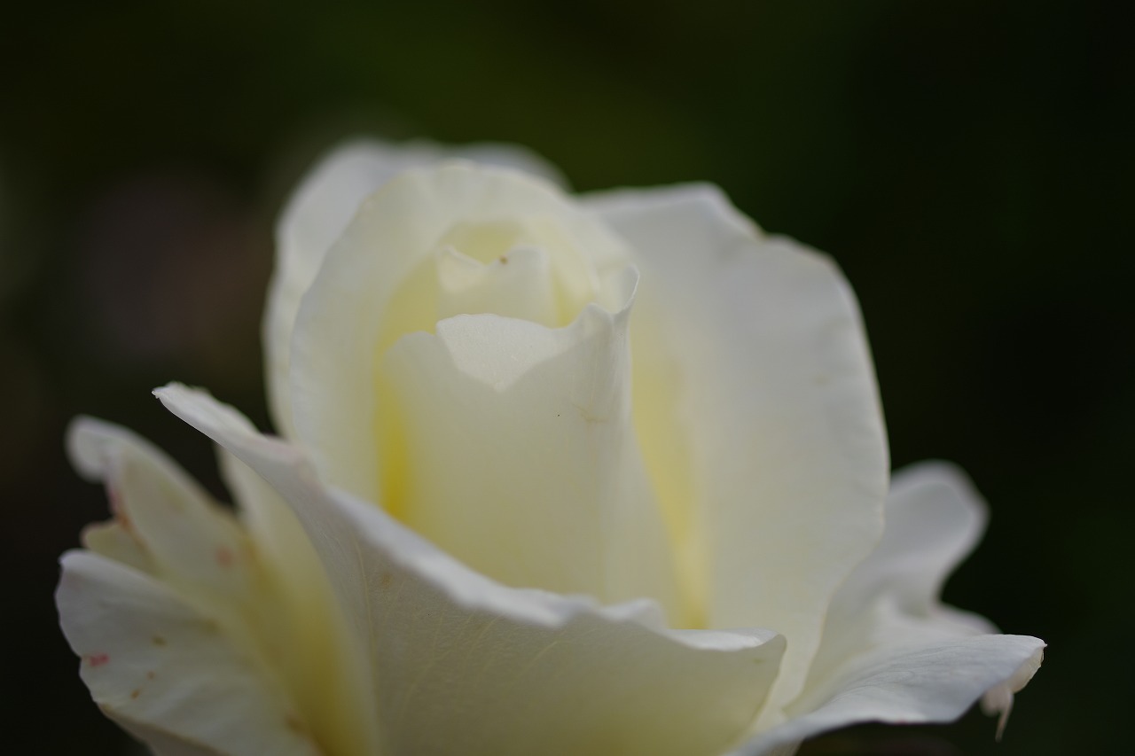 栃木県足利市のあしかがフラワーパークの花々