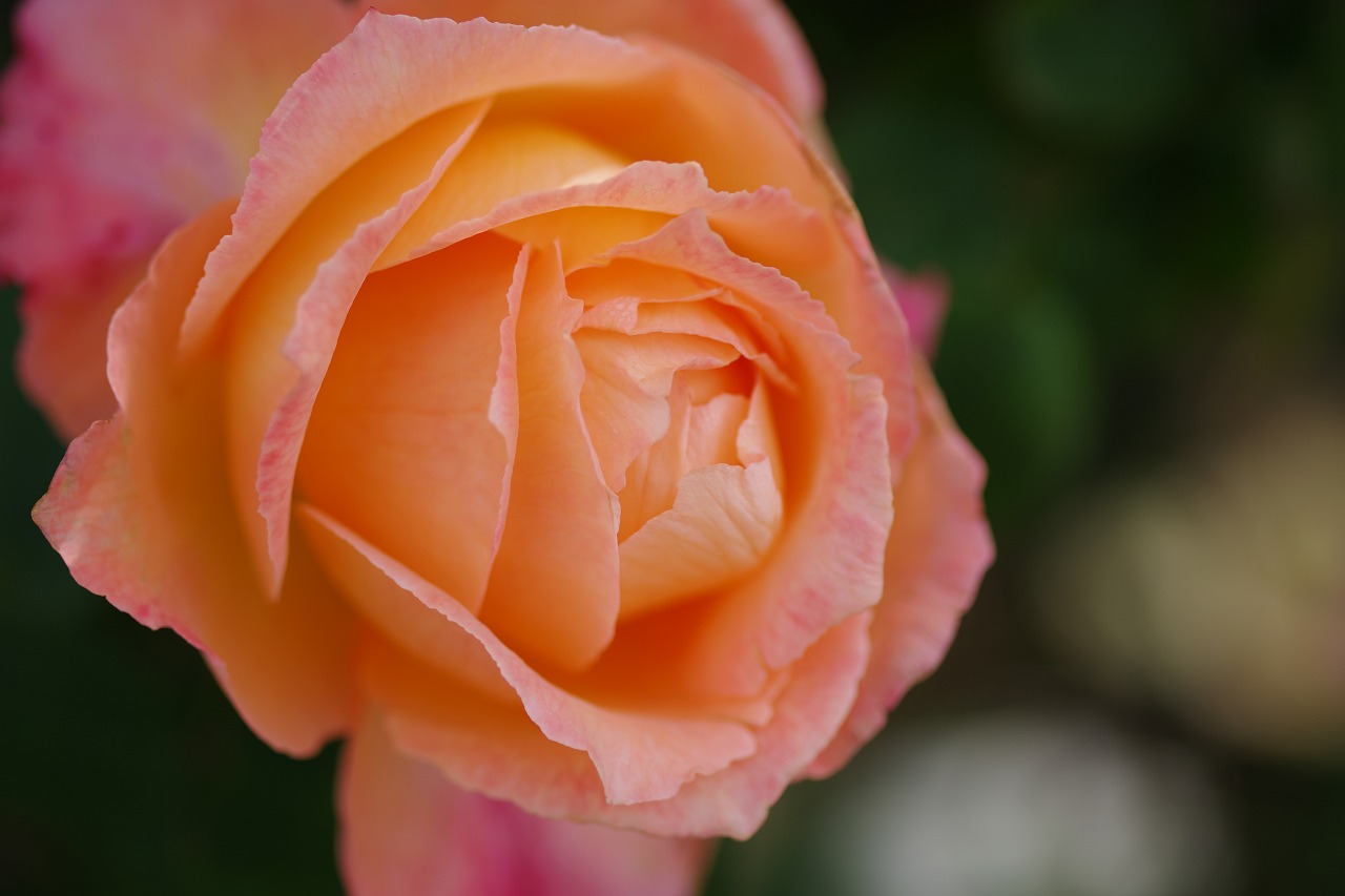 栃木県足利市のあしかがフラワーパークの花々