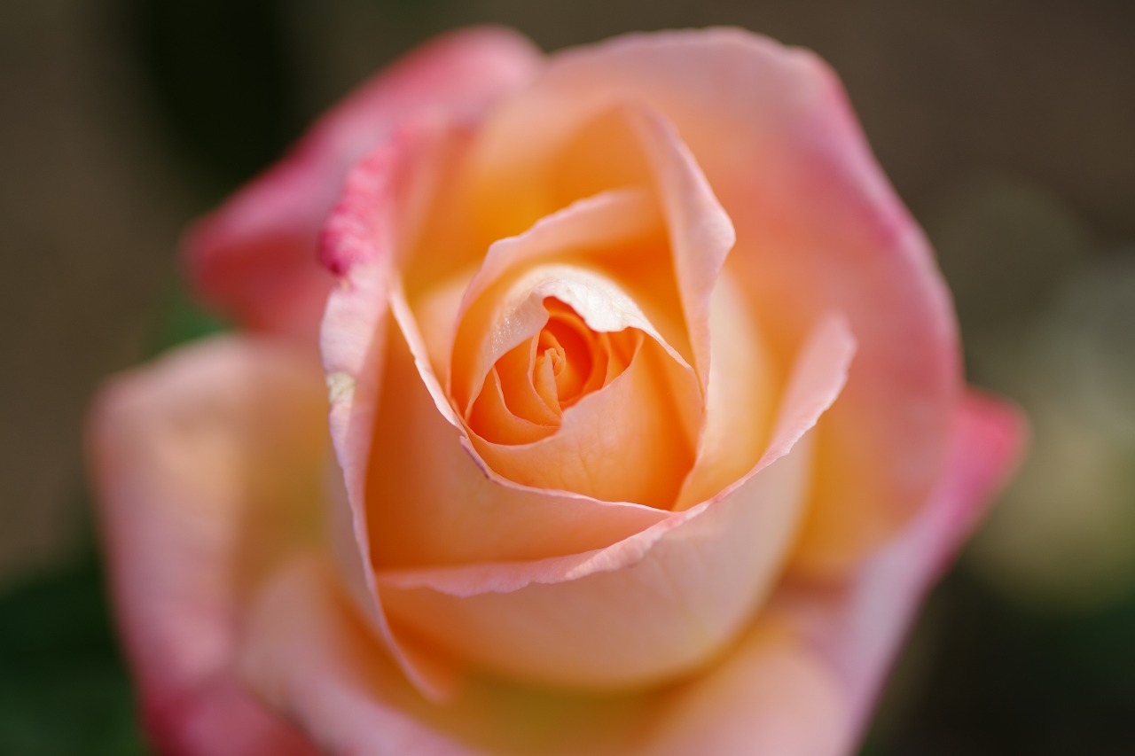 栃木県足利市のあしかがフラワーパークの花々