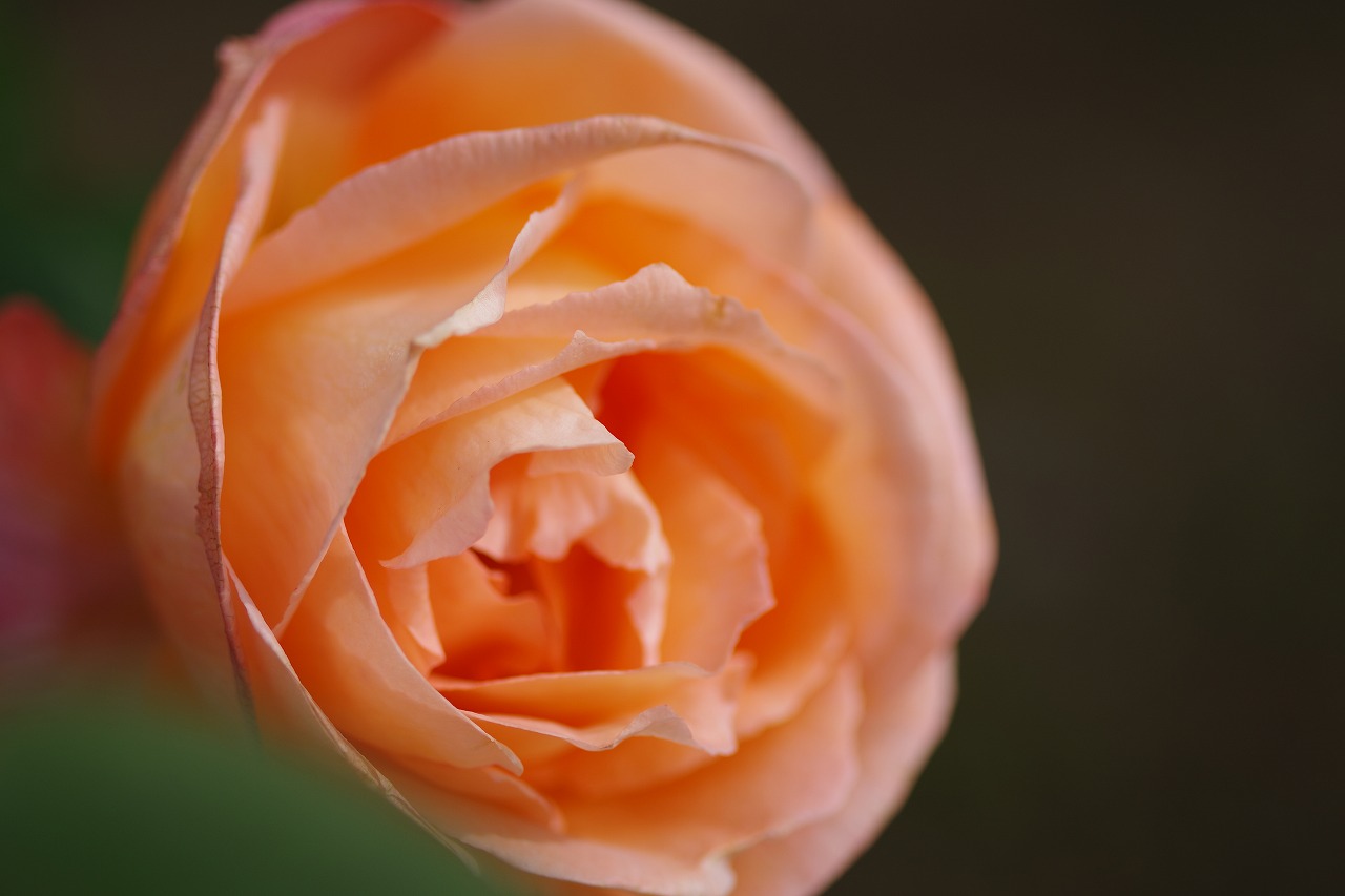 栃木県足利市のあしかがフラワーパークの花々