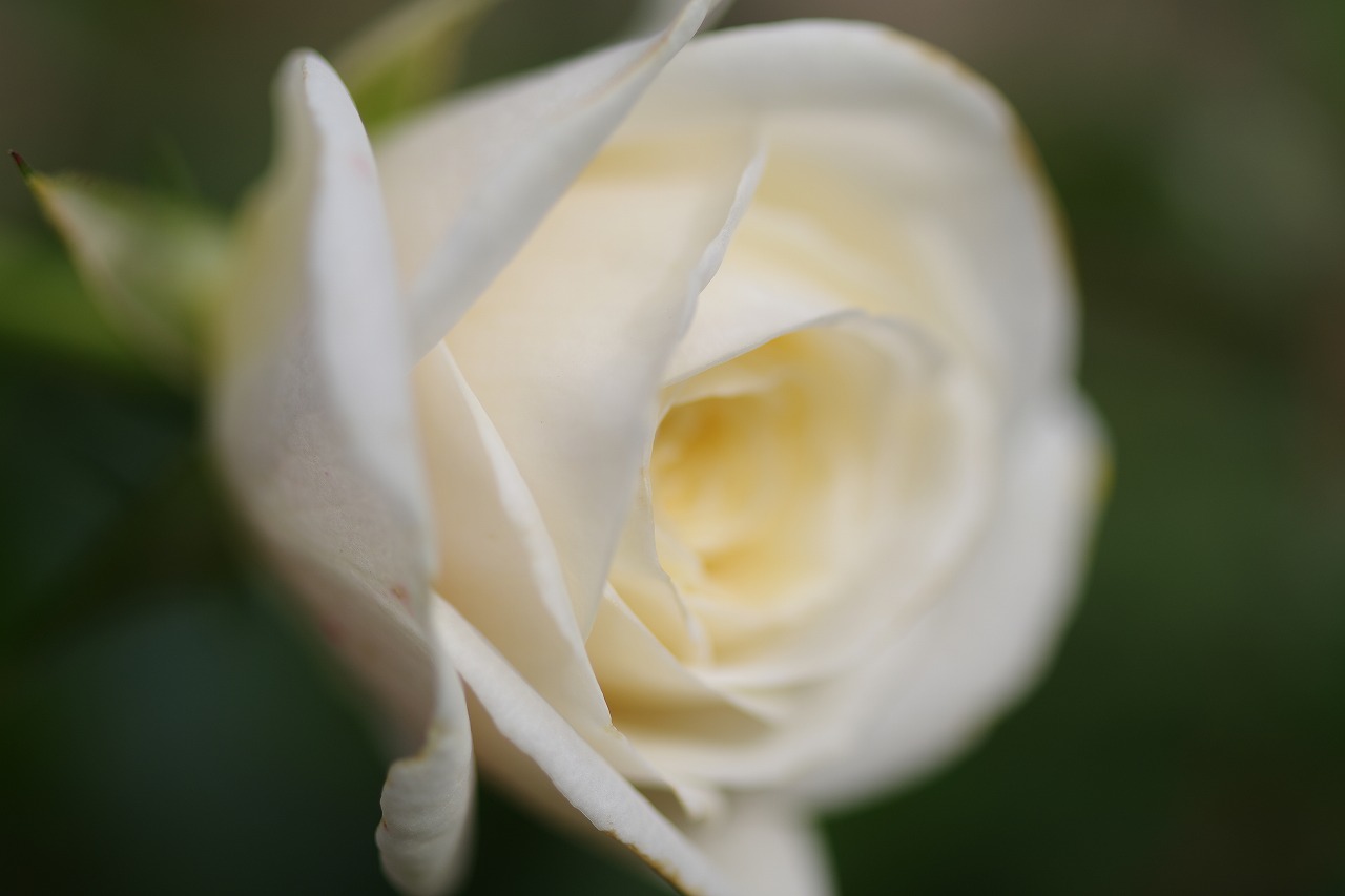 栃木県足利市のあしかがフラワーパークの花々
