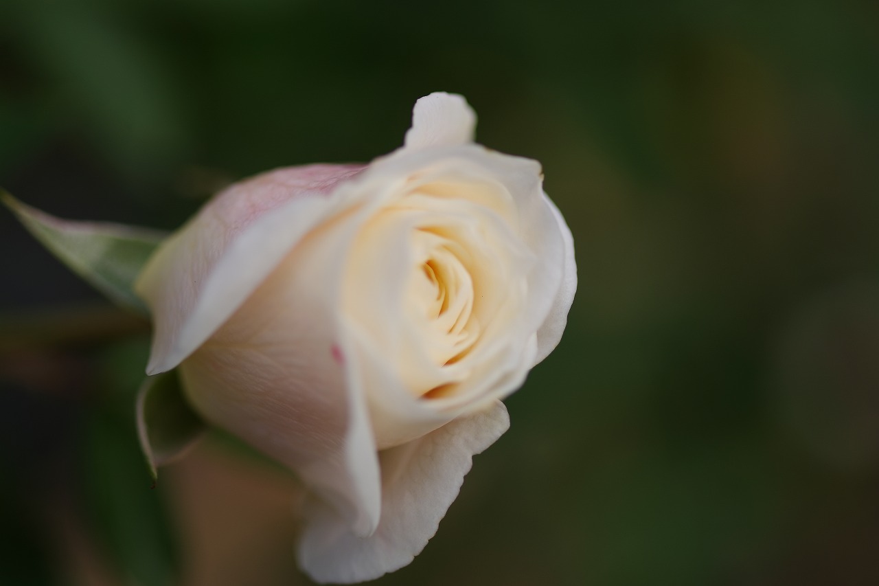 栃木県足利市のあしかがフラワーパークの花々