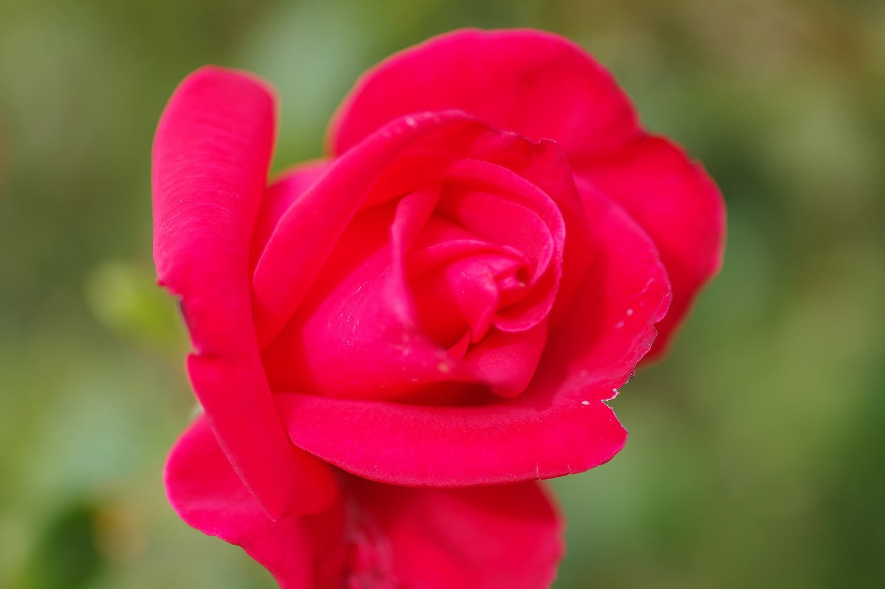 栃木県足利市のあしかがフラワーパークの花々