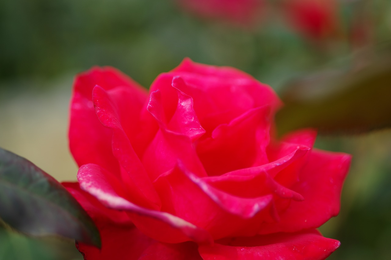 栃木県足利市のあしかがフラワーパークの花々