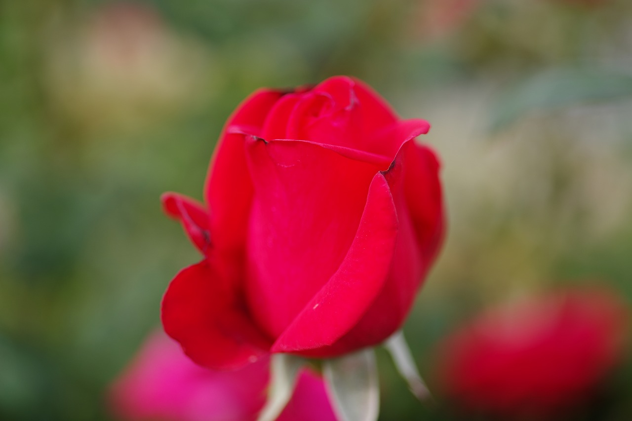 栃木県足利市のあしかがフラワーパークの花々