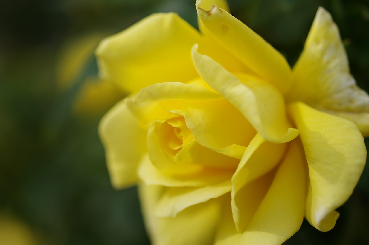 栃木県足利市のあしかがフラワーパークの花々