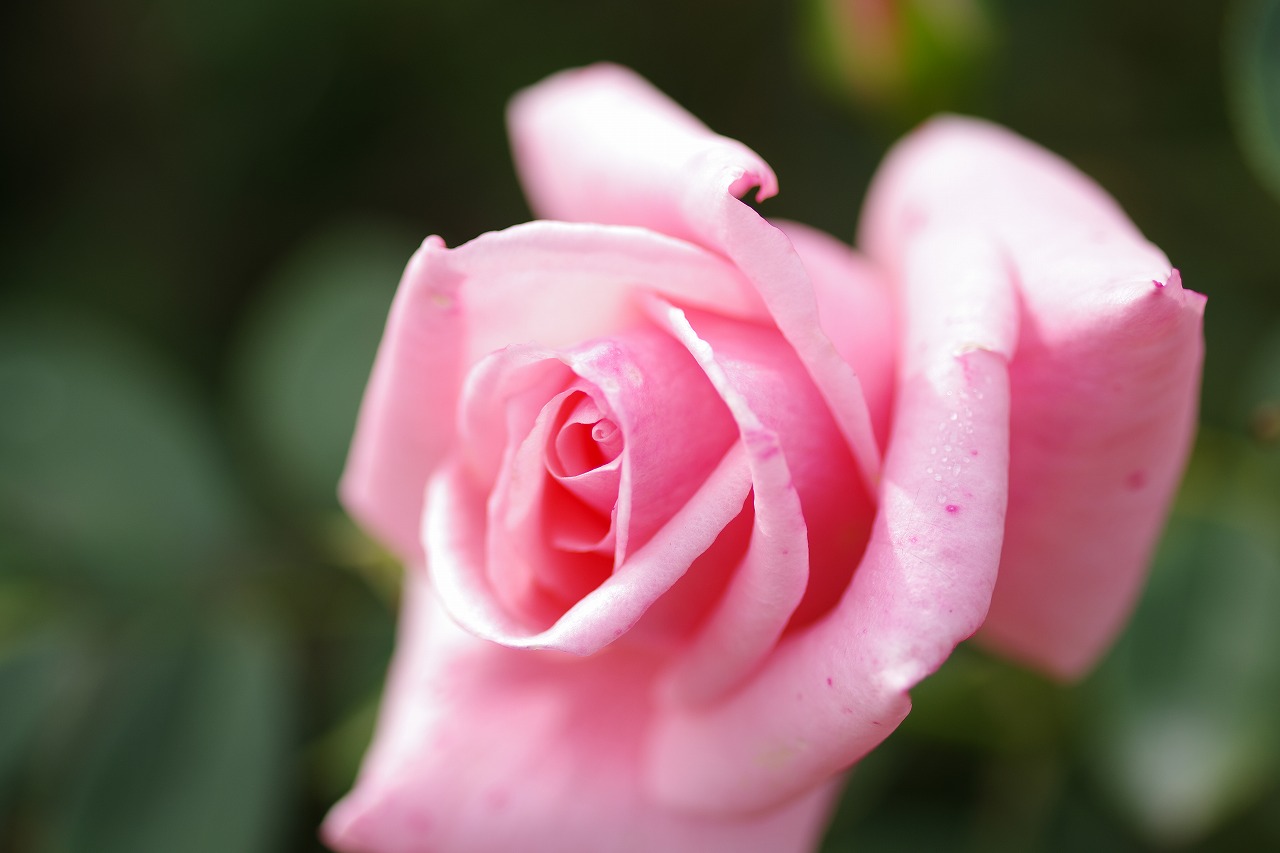 栃木県足利市のあしかがフラワーパークの花々