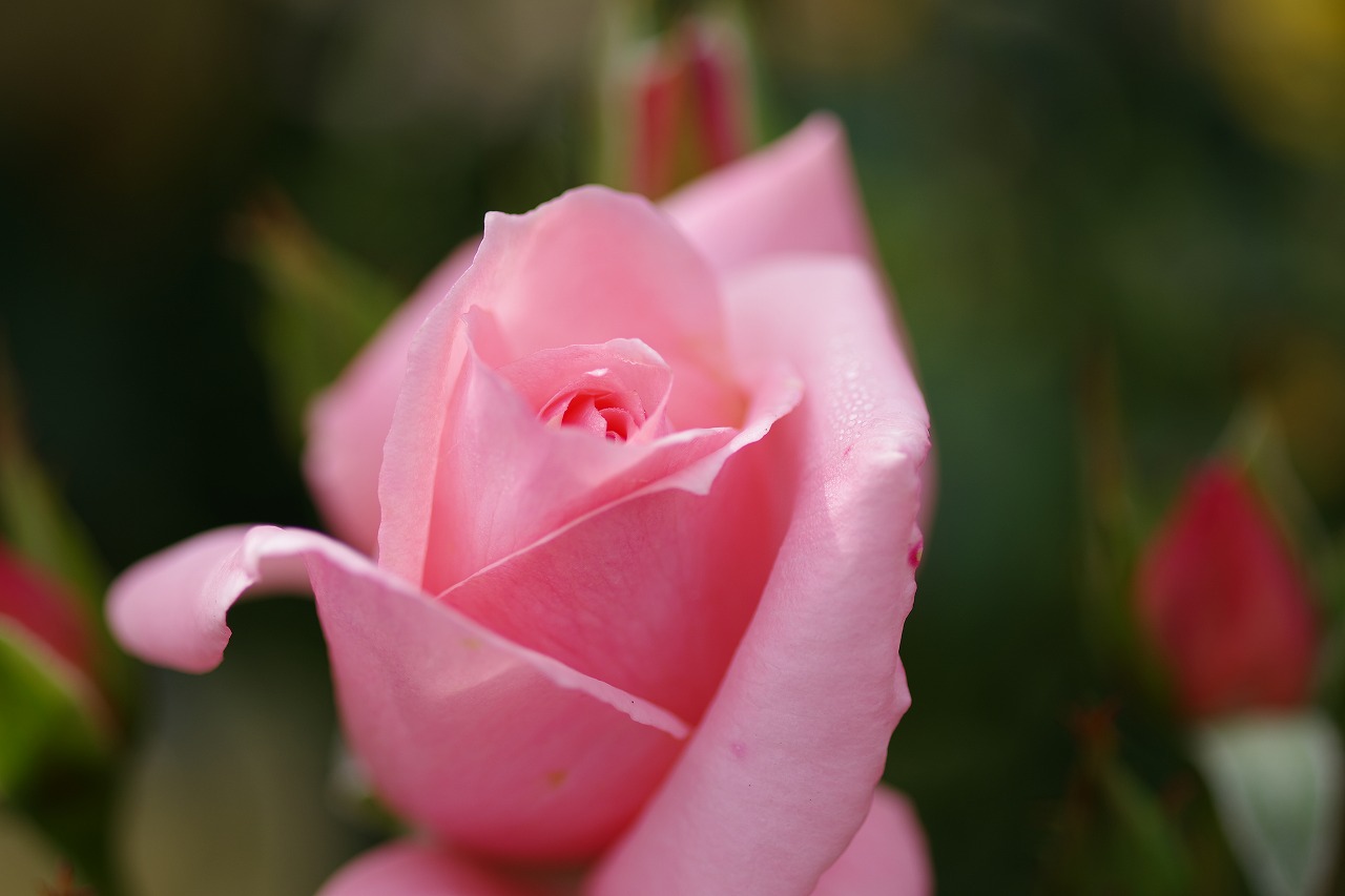 栃木県足利市のあしかがフラワーパークの花々