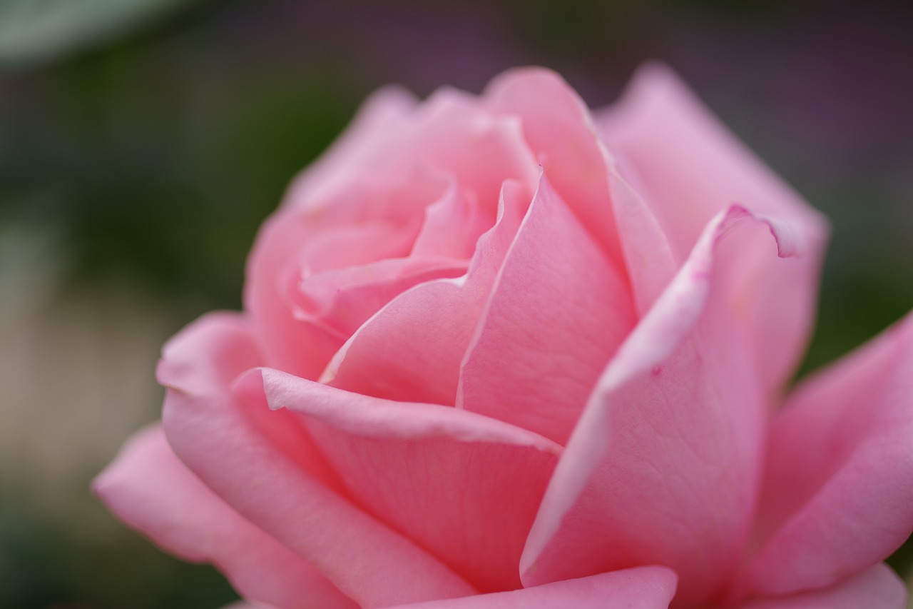 栃木県足利市のあしかがフラワーパークの花々