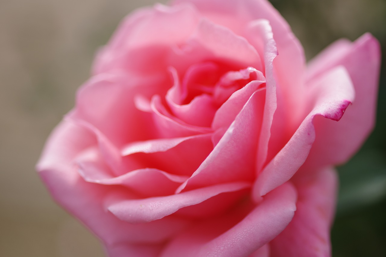 栃木県足利市のあしかがフラワーパークの花々