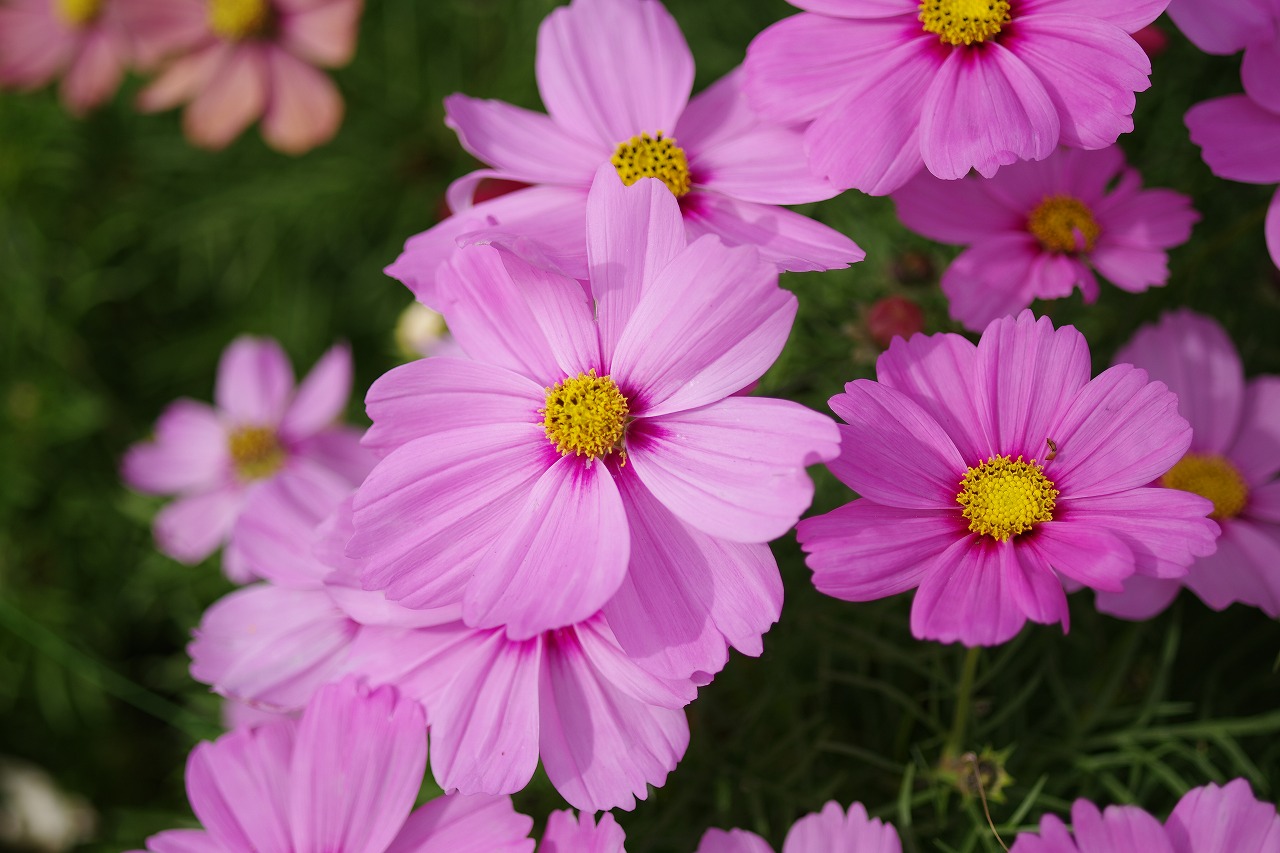 栃木県足利市のあしかがフラワーパークの花々