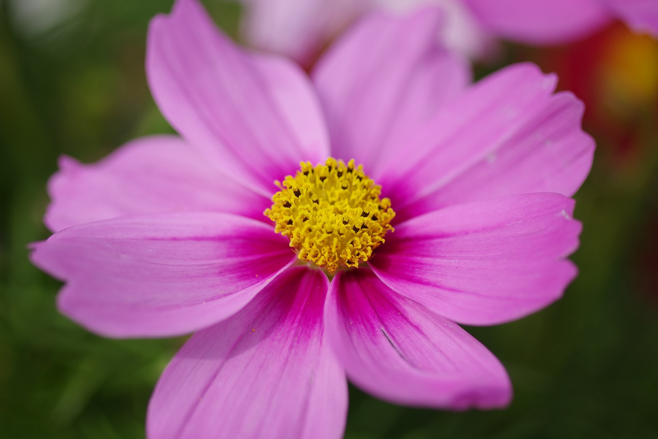 栃木県足利市のあしかがフラワーパークの花々