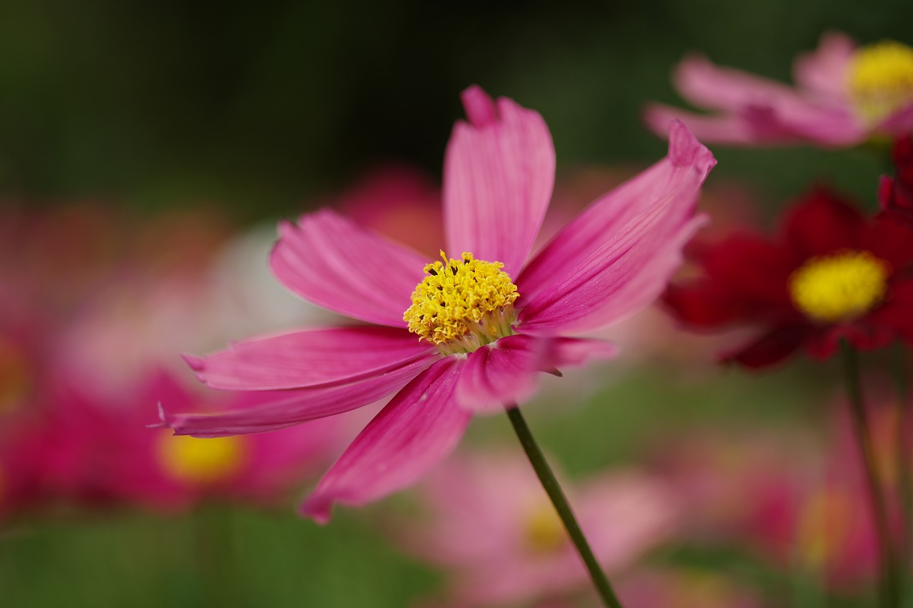 栃木県足利市のあしかがフラワーパークの花々