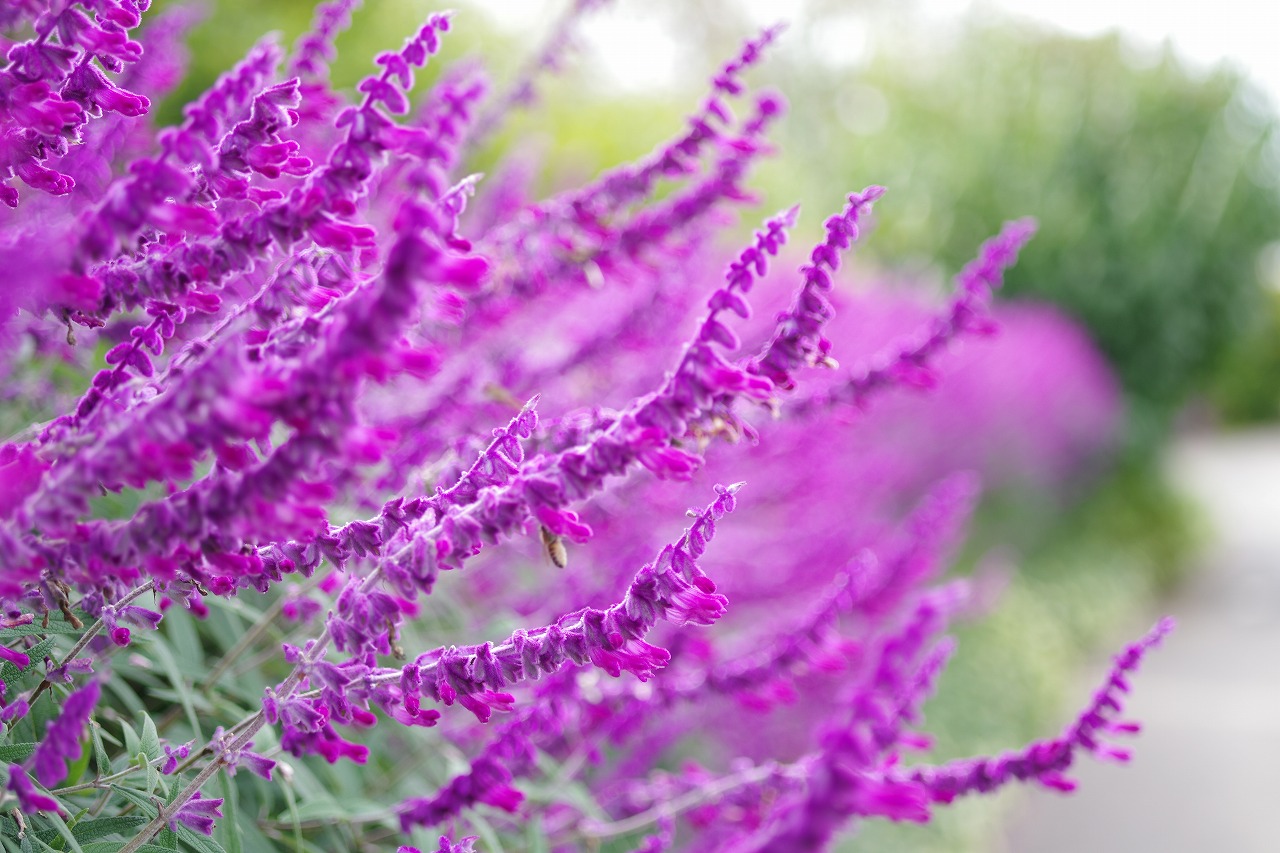栃木県足利市のあしかがフラワーパークの花々