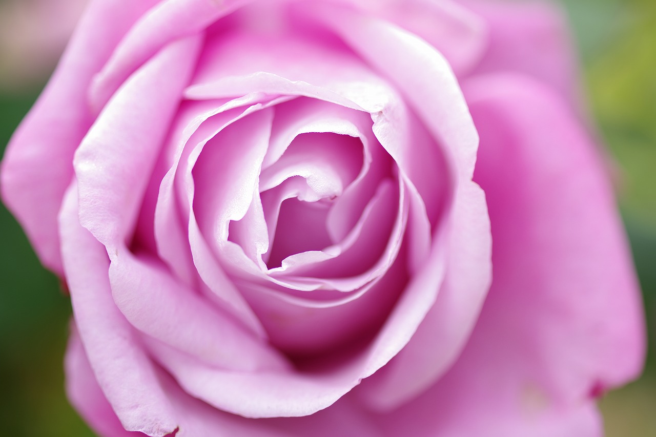 栃木県足利市のあしかがフラワーパークの花々