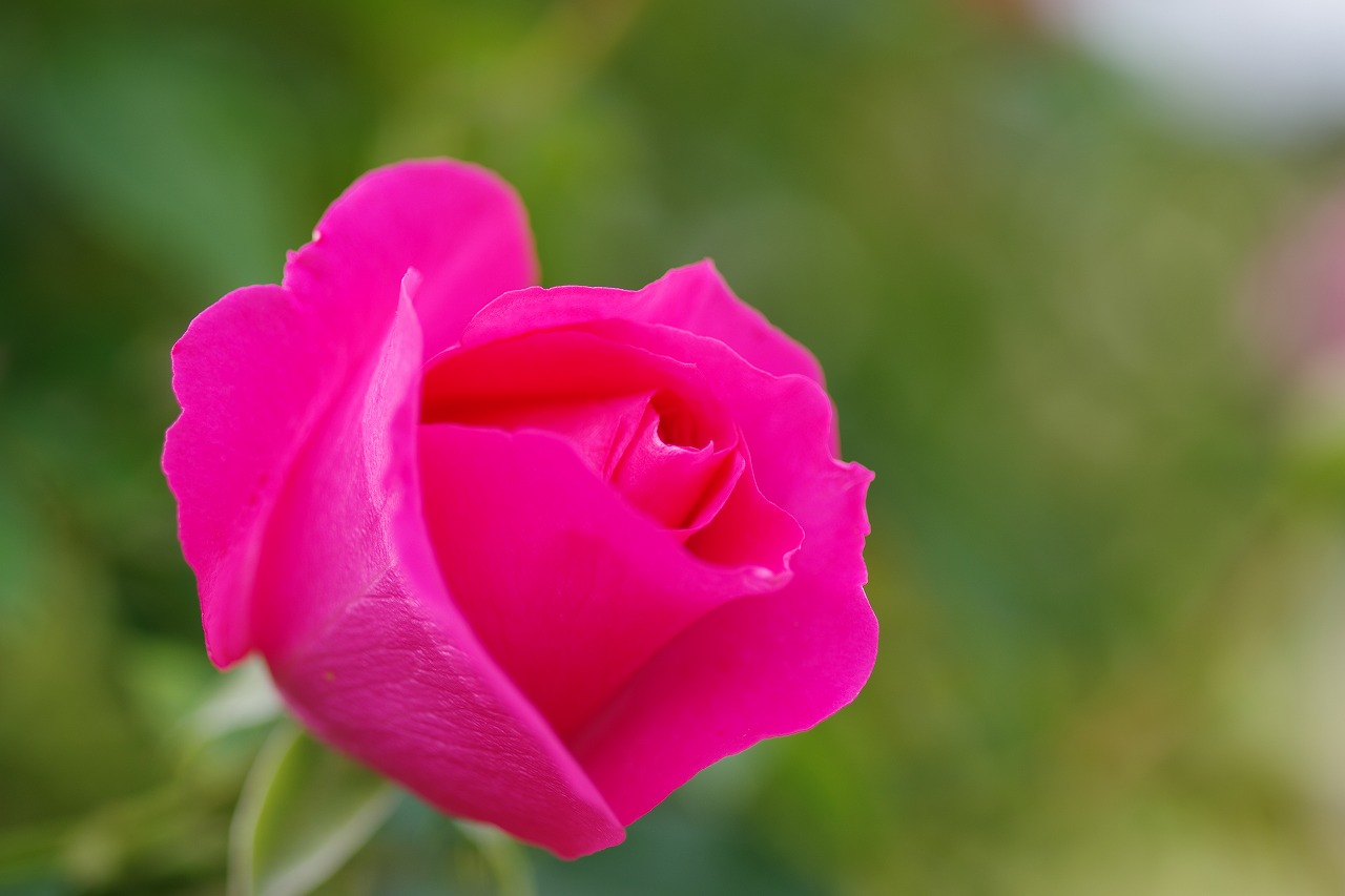 栃木県足利市のあしかがフラワーパークの花々