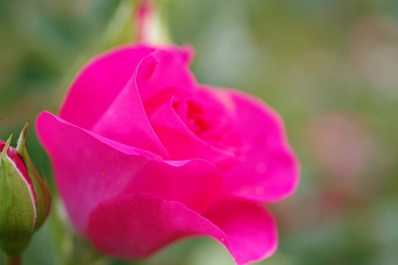 栃木県足利市のあしかがフラワーパークの花々