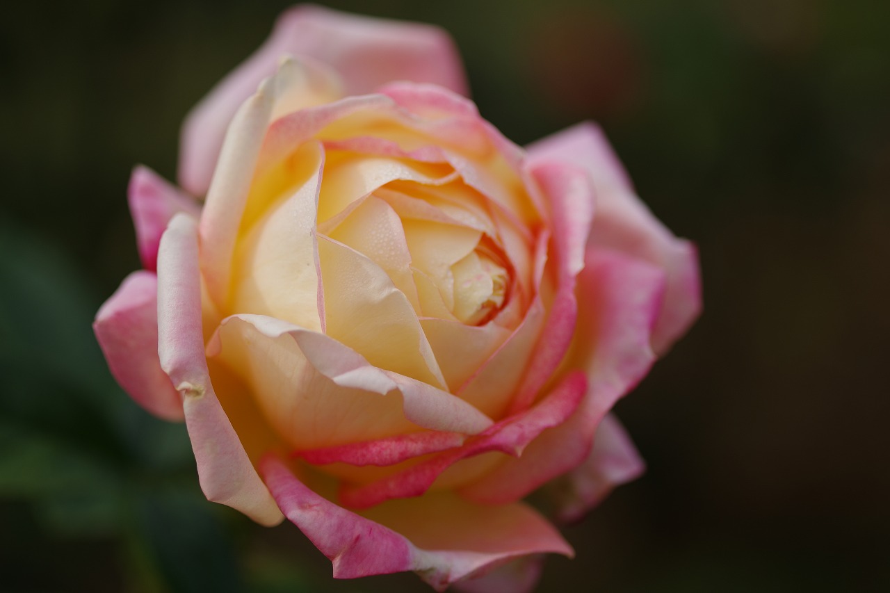 栃木県足利市のあしかがフラワーパークの花々