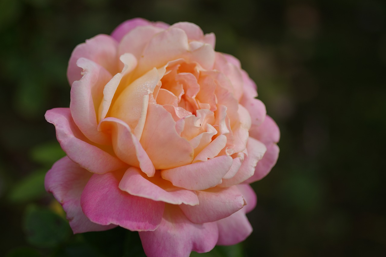 栃木県足利市のあしかがフラワーパークの花々