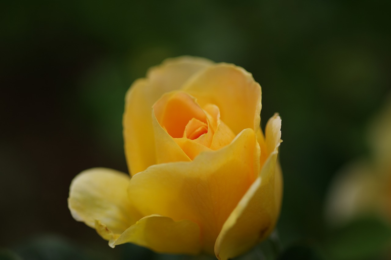 栃木県足利市のあしかがフラワーパークの花々