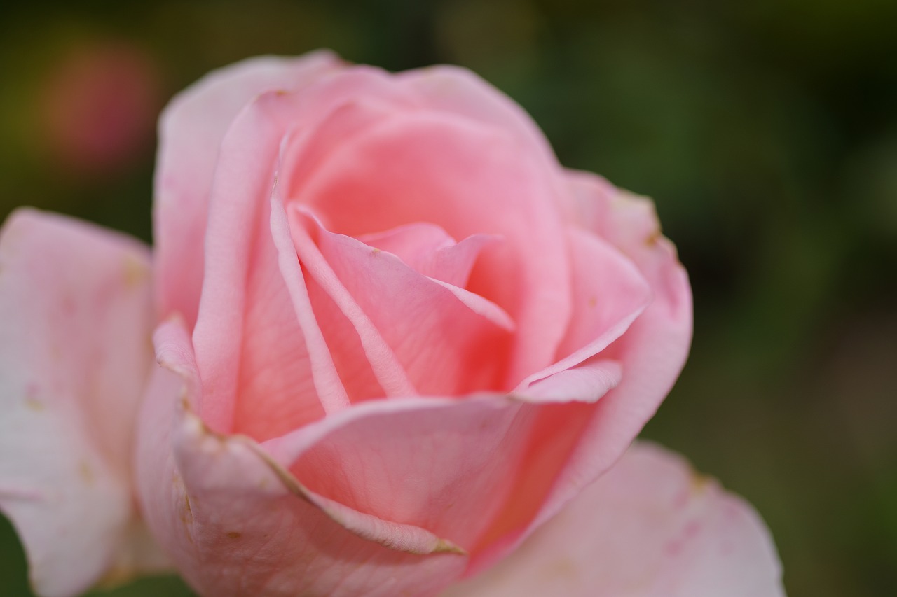 栃木県足利市のあしかがフラワーパークの花々