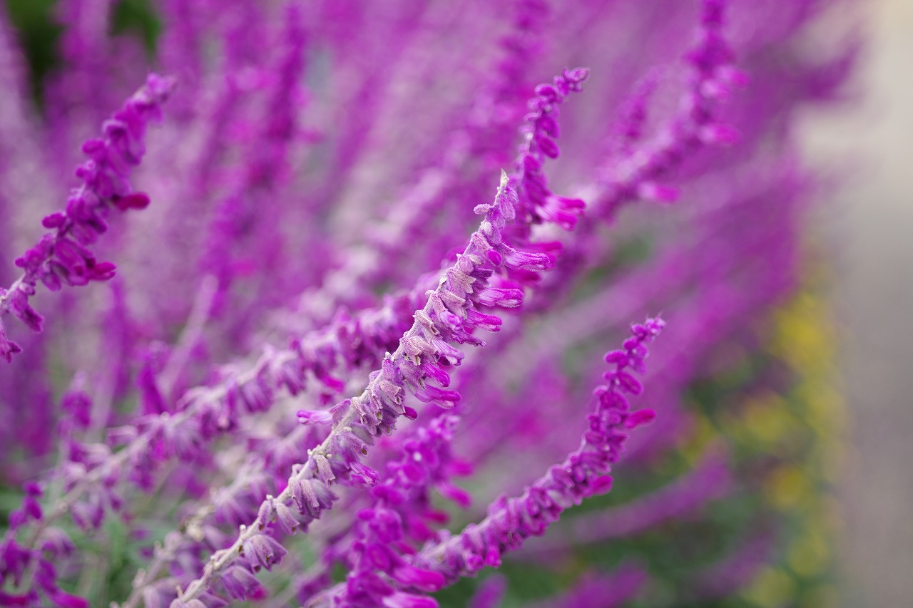 栃木県足利市のあしかがフラワーパークの花々