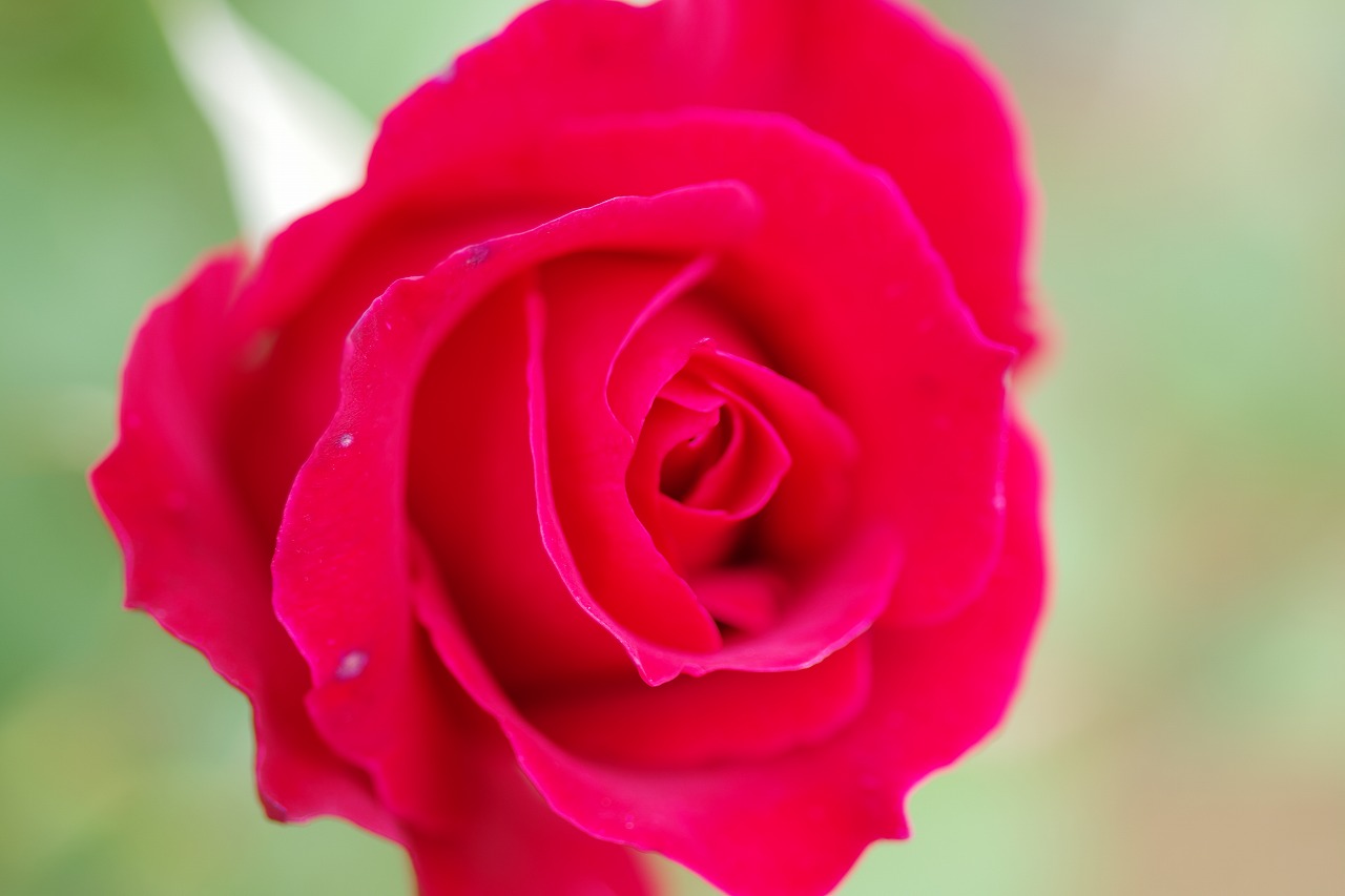 栃木県足利市のあしかがフラワーパークの花々